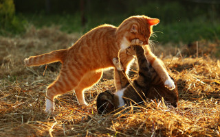 Cat playing grass straw field - another cat free wallpaper