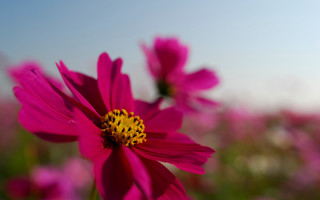 Pink flower yellow center field 3 - a blue sky in the background free wallpaper for desktop