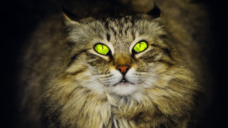 Cat green eyes long hair - a cat free wallpaper