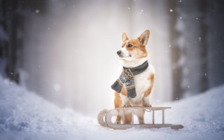 Dog sled snow aurora starry - brian snøddy free wallpaper