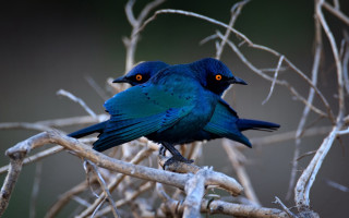 Blue bird branch yellow eye - its eye free wallpaper