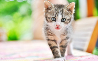 Small cat walking blurry background - cute free wallpaper for desktop