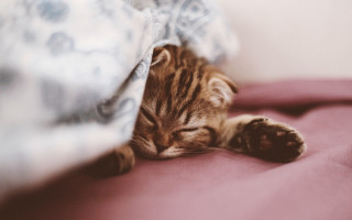 Kitten sleeping pink blanket pillow - morning free wallpaper