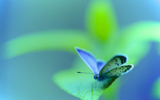 Blue butterfly leaf macro nature - a butterfly free wallpaper for desktop