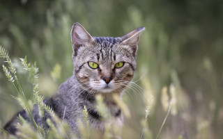 Cat green eyes grass serious - a serious look free wallpaper