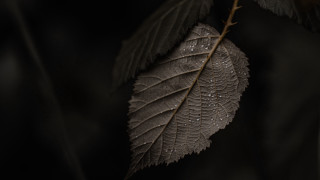 Leaf water droplets branch dark - a few leaf free wallpaper for desktop