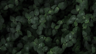 Green leaves bamboo ivy jungle - this picture free wallpaper
