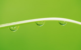 Green leaf water drops macro 5 - a white line free wallpaper for desktop