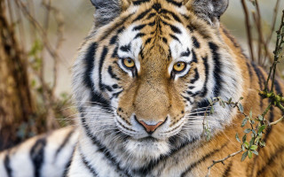 Tiger grass serious eye animal - a tiger free wallpaper for desktop