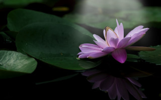 Purple flower floating pond green - a pond free wallpaper