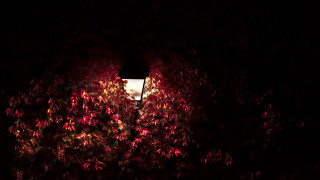 Street light through trees night - a street light free wallpaper