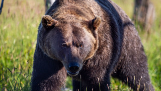 Brown bear green field fence 2 - a brown bear free wallpaper