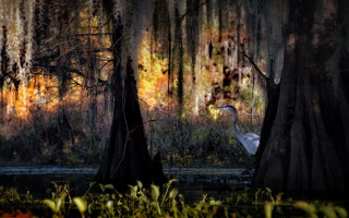 White bird forest autumn fire - the middle of a forest free wallpaper for desktop