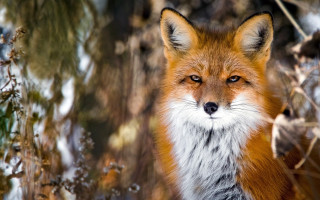 Red fox winter woods photorealistic - winter time free wallpaper