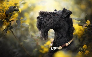 Black dog yellow flowers autumn - a black dog free wallpaper
