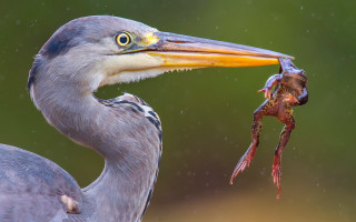 Bird fish crab green surrealism - a green background and a blurry background free wallpaper