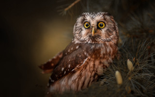 Small owl in tree yellow - a small owl free wallpaper