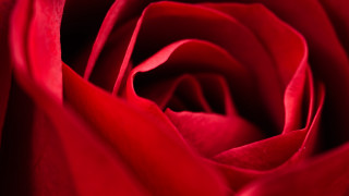 Red rose macro romanticism white - anne dunn free wallpaper