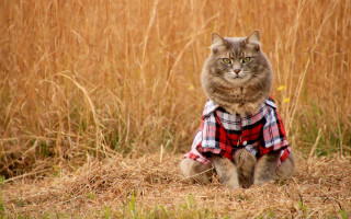 Cat majesty plaid field flowers - a plaid shirt free wallpaper