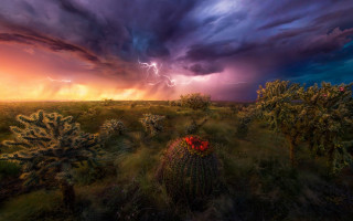 Storm cactus field red flower - dramatic lightning free wallpaper