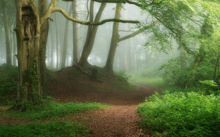 Forest path tree bench fog - david martin free wallpaper for desktop