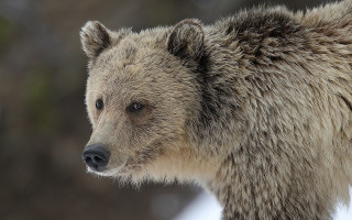 Bear closeup ecological art jigsaw - ecological art free wallpaper