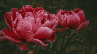 Pink flower water droplets rose - petal free wallpaper for desktop