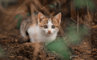 Sad kitten sitting dirt looking - the dirt free wallpaper