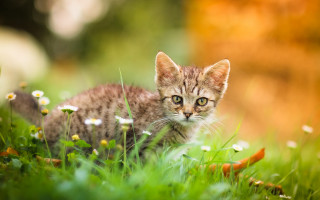 Curious kitten in grass nature - the camera free wallpaper for desktop
