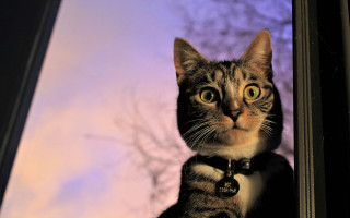 Cat window purple sky blurry 2 - a purple sky in the background free wallpaper