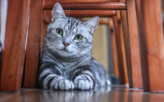 Sad cat under chair green - symmetrical eye free wallpaper for desktop