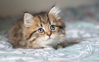 Kitten blue eyes bed adorable - a bed free wallpaper