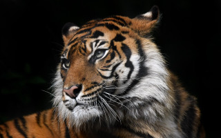 Tiger dark blurry wildlife shiba - a tiger free wallpaper for desktop