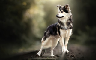 Dog forest road light shining - a light shining free wallpaper for desktop