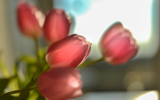 Pink flowers vase blurry background 2 - impressionism free wallpaper for desktop