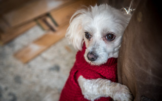 White dog red sweater christmas - f1.4 free wallpaper