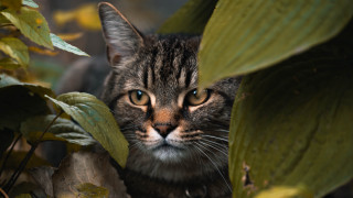 Cat leaves background primivitism animal - primitivism free wallpaper