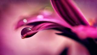 Flower water droplets macro bokeh 5 - a close up of a flower free wallpaper for desktop