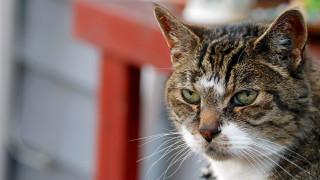 Cat red door green eyes - stripe free wallpaper