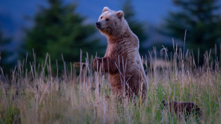 Bear standing tall grass woods - a bear free wallpaper