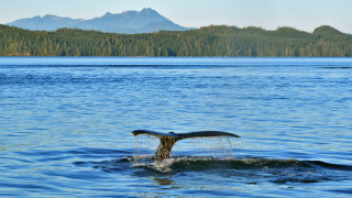 Whale tail mountain lake ecological - a lake in the foreground free wallpaper