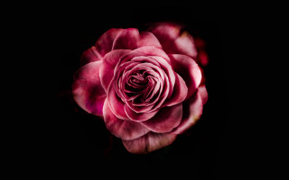 Pink rose dark background white - fiona stephenson free wallpaper for desktop