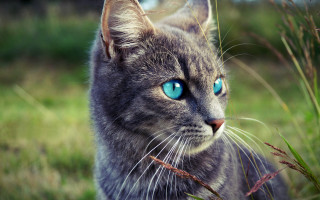Cat blue eyes grass serious - a cat free wallpaper