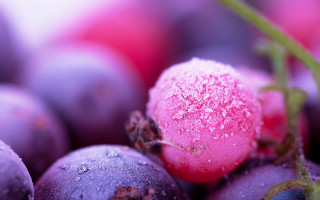 Grapes ice pink vanitas macro 2 - vanita free wallpaper for desktop