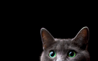 Black cat green eyes macro 4 - grey background free wallpaper