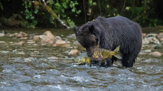 Bear fish water nature ocean - a bear free wallpaper