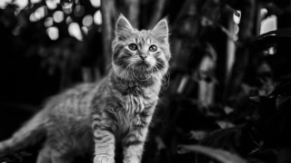 Cat sad branch blackwhite blurry - sad free wallpaper