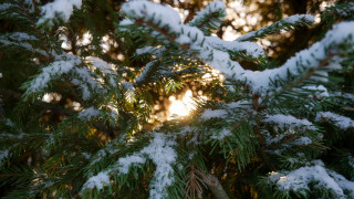 Pine snowy tree sunlight bokeh - snow free wallpaper for desktop