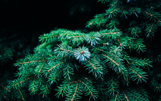 Pine needle branch nature green - needle and needles free wallpaper