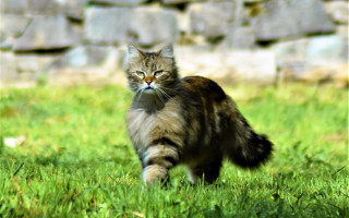 Cat green field stone wall - a lush green field next free wallpaper